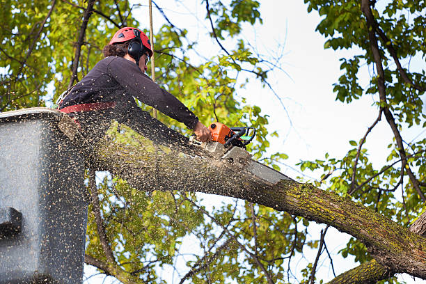 The Steps Involved in Our Tree Care Process in Arcola, VA